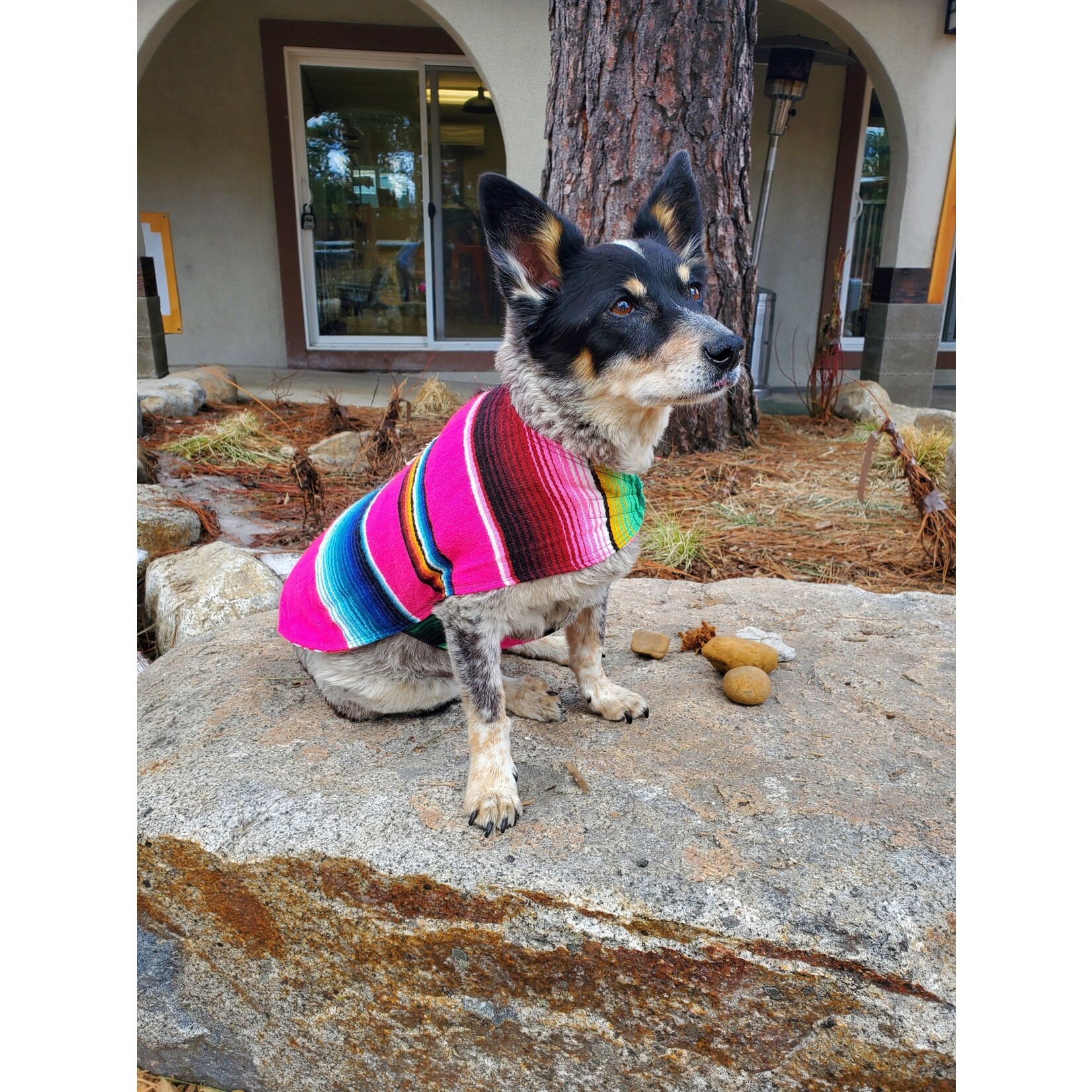Tahloha Serape Dog Jacket
